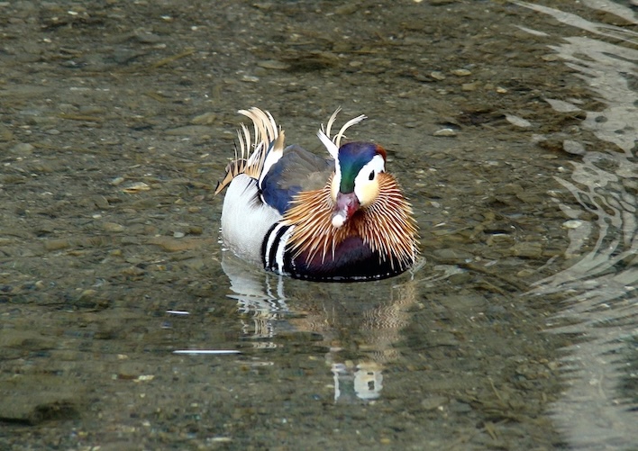 mandarin